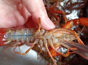 用干净的牙刷把每只小龙虾上上下下刷一遍。