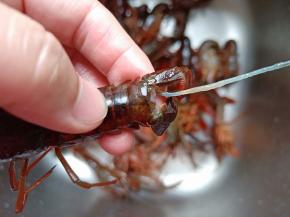 一手揪着虾头，一手拉虾尾中间位置，轻轻一拉虾线就出来了，是不是很方便呀！要想入味可以用剪刀在龙虾侧面剪一下。