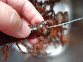 一手揪着虾头，一手拉虾尾中间位置，轻轻一拉虾线就出来了，是不是很方便呀！要想入味可以用剪刀在龙虾侧面剪一下。