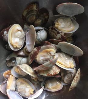 把花蛤冲洗干净后沥干水份备用。（很干净哦）