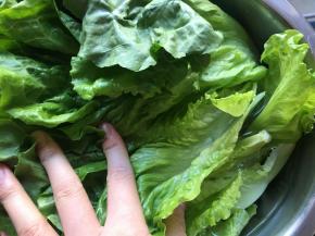 生菜摘叶，盆中清水浸泡10分钟洗净；