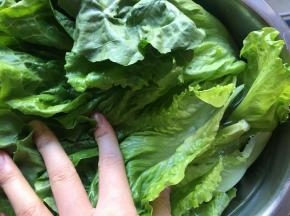 生菜摘叶，盆中清水浸泡10分钟洗净；