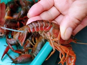 首先处理小龙虾，肠子从尾巴处拉出来，依次做完。