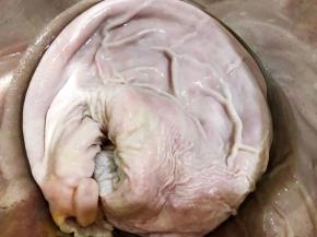 再用清水冲洗干净，一个干净没有异味的猪肚就清洗好了