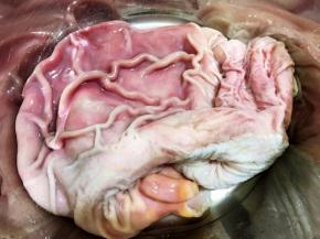 我用的冷冻猪肚，先自然解冻