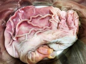 我用的冷冻猪肚，先自然解冻