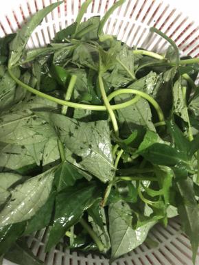 红薯叶洗净，撕去茎上的丝，折成小段