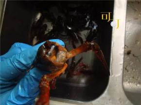 清理龙虾，先拿一把牙刷，在流水下把小龙虾刷洗干净，接下来把小龙虾的8只细爪剪掉，因为没有肉，又容易附着脏东西，只留两个大钳子。再把小龙虾的头和眼睛剪掉。