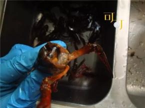 清理龙虾，先拿一把牙刷，在流水下把小龙虾刷洗干净，接下来把小龙虾的8只细爪剪掉，因为没有肉，又容易附着脏东西，只留两个大钳子。再把小龙虾的头和眼睛剪掉。