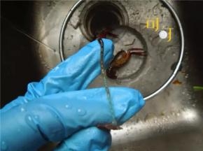 把头部的一个沙囊用剪刀夹出来弃去，保留虾黄部分。
最后把虾尾中间一节折断抽出虾线，一只小龙虾就处理干净了。

虽然做起来有点麻烦，但是自己家里吃着就放心很多。