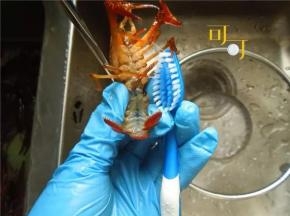 很多人不太会挑小龙虾，今天教大家一招：通常我是捏头部和身体硬不硬朗，壳够硬说明够老结，但是很多小龙虾尤其市场上卖20几元钱一斤的，壳都不会硬。

所以我们退而求其次，捏它的身体，左手捏住身体，右手摸虾腹，肉鼓出来的肥一点，没肉的干瘪的就瘦，不要挑。