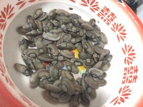 花甲洗净盆里吐沙两小时