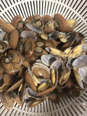 捞起的花甲在水龙头下冲水，去掉浮沫，沥干水份备用