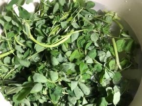 先把黄花草摘洗干净