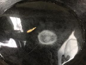 热锅倒入适量清水，加入盐开大火