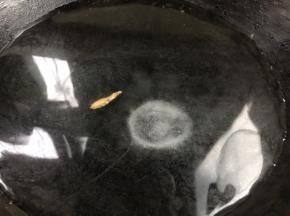 热锅倒入适量清水，加入盐开大火