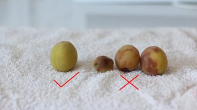 1.	首先，我们要把梅子挑选一下。右边这种磕碰严重，明显有腐败迹象的不可以用，丢掉！ 左边这种摸起来结实，外皮饱满的是最佳。有不严重的小伤痕，摸起来还是硬的梅子也是可以用的