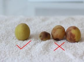 1.	首先，我们要把梅子挑选一下。右边这种磕碰严重，明显有腐败迹象的不可以用，丢掉！ 左边这种摸起来结实，外皮饱满的是最佳。有不严重的小伤痕，摸起来还是硬的梅子也是可以用的