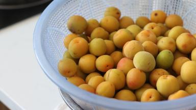 3.	挑选剔除好的梅子用水浸泡冲洗干净之后沥干多余水分备用（我收到之后没有马上泡，耽搁了几天，大部分已经黄了，哈哈哈）