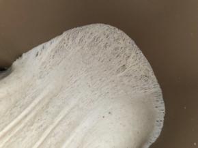 发酵好的面团有蜂窝状