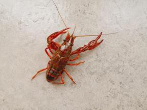 买回来活力满满的小龙虾。