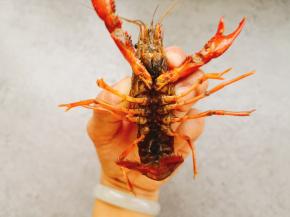 用牙刷用力清洗腹部，用抓住小龙虾尾部中间的位置，左右拧几下，抽出虾线，如果想让小龙虾更加入味，可以用剪刀剪去三分之一的头部。