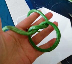 汆水后的豇豆打一个结 形成环状