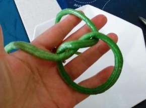 汆水后的豇豆打一个结 形成环状