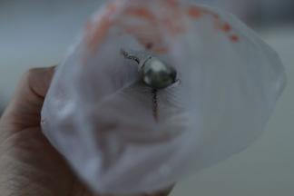 2. 裱花袋里用细毛笔沾色素画出条纹