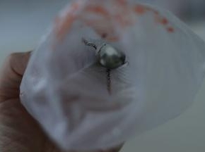 2. 裱花袋里用细毛笔沾色素画出条纹