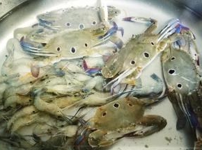 花蟹、虾清洗干净