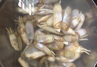 蛏子开口后捞出，放入凉水中，冲洗干净。