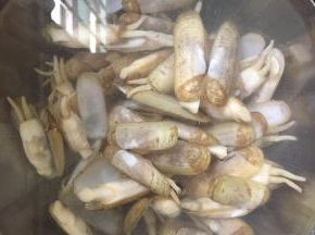 蛏子开口后捞出，放入凉水中，冲洗干净。