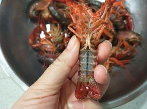 小龙虾用刷子刷干争全身
