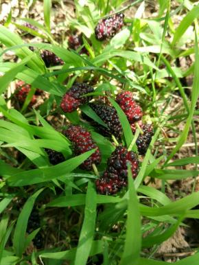 拾捡桑葚，取紫红或紫黑色，这样的是成熟的，味甜不酸。