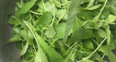 萝卜苗摘洗干净，沥水备用