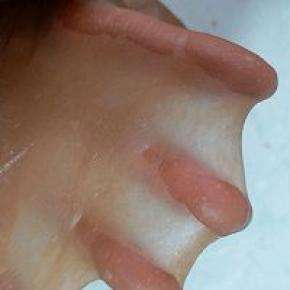 真的是特别快就能出手套膜，只要十分钟左右，比厨师机都要快。用厨师机揉面的请忽略这步，直接按厨师机揉面程序进行揉面