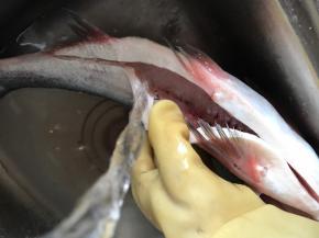 鱼提前用盐和料酒腌制一小时，冲洗干净后沥干水分