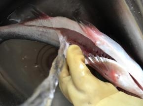 鱼提前用盐和料酒腌制一小时，冲洗干净后沥干水分