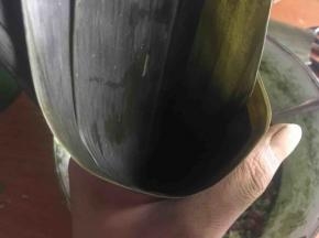 取2片粽叶叠加在一起，并将其卷成圆锥状；