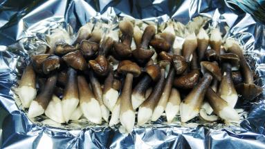 码入黑鸡枞菌