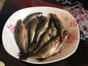 将鱼去鳞、去除内脏清洗干净备用。