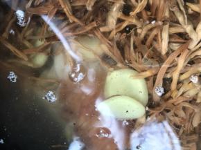 一同放入炖锅中，加入适量清水大火烧开