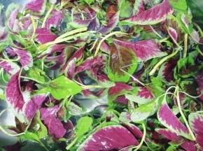 苋菜清洗处理干净