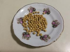黄豆挑去破口霉变豆子