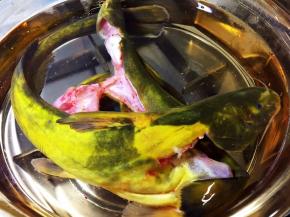 汤锅中加水，放入牛尾巴鱼