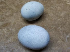 相传明代泰昌年间,江苏吴江县有一家小茶馆,店主很会做生意,所以买卖兴隆.由于人手少,店主在应酬客人时,随手将泡过的茶叶倒在炉灰中.说来也巧,店主还养了几只鸭子,爱在炉灰堆中下蛋,主人拾蛋时,难免有遗漏.一次店主人在清除炉灰茶叶渣时,发现了不少鸭蛋,他以为不能吃了.谁知剥开一看,里面黝黑光亮,上面还有白色的花纹,闻一闻,一种特殊香味扑鼻而来；尝一尝,新滑爽口.这就是最初的皮蛋.后来,经过人们不断摸索改进,皮蛋的制作工艺日臻完善.现在人们已研制出了无铅皮蛋的制法,爱吃皮蛋的人们,不必为铅中毒而担心了