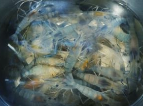 新鲜生猛的罗氏虾