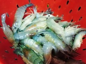 罗氏虾剪爪、虾须沥干水分备用