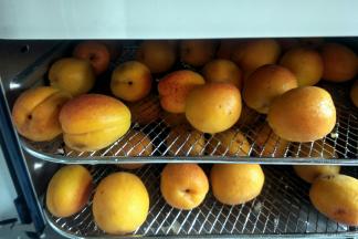 摆在干果机网架上